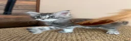 Maine Coon cats for sale: Female Pure Maine Coon Kitten in ELY - Advert 6