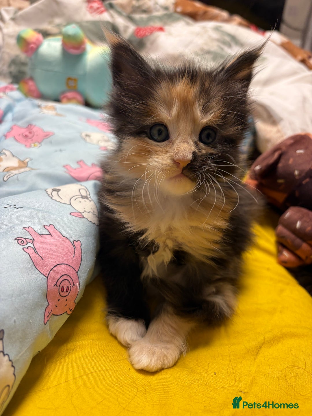 Maine Coon cats for sale: Champion Russian line full Maine coon kittens - Advert 23