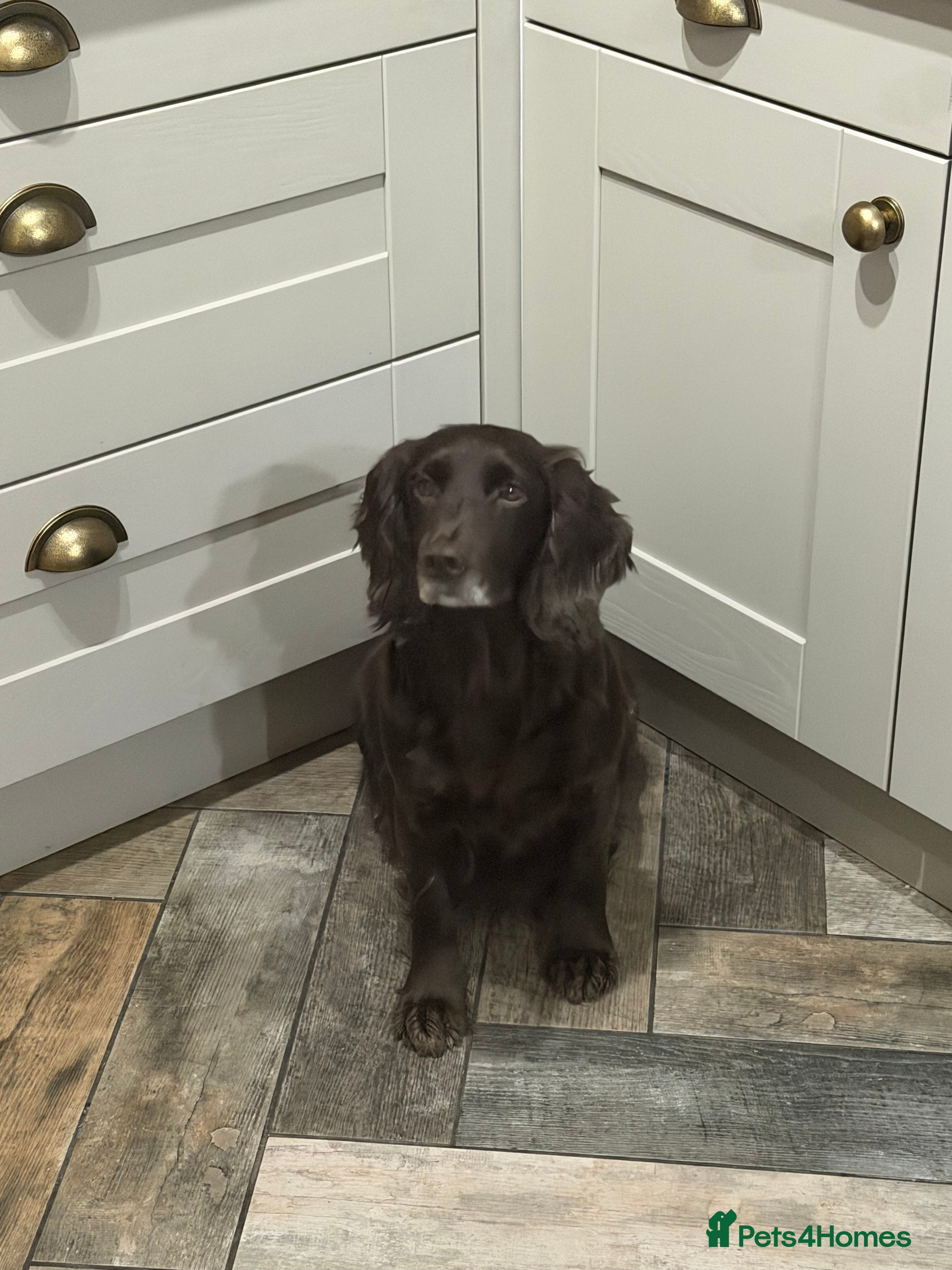 Cocker Spaniel dogs Working cocker spaniel puppies  - Advert 9