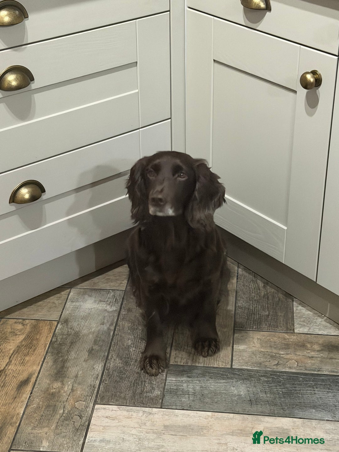 Cocker Spaniel dogs for sale: Working cocker spaniel puppies  - Advert 1