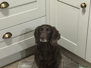 Cocker Spaniel dogs Working cocker spaniel puppies - Advert 9