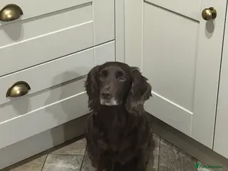 Cocker Spaniel dogs Working cocker spaniel puppies - Advert 13