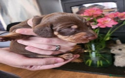 Miniature Dachshund dogs for sale: Chocolate and Tan mini dachshund  - Image 28
