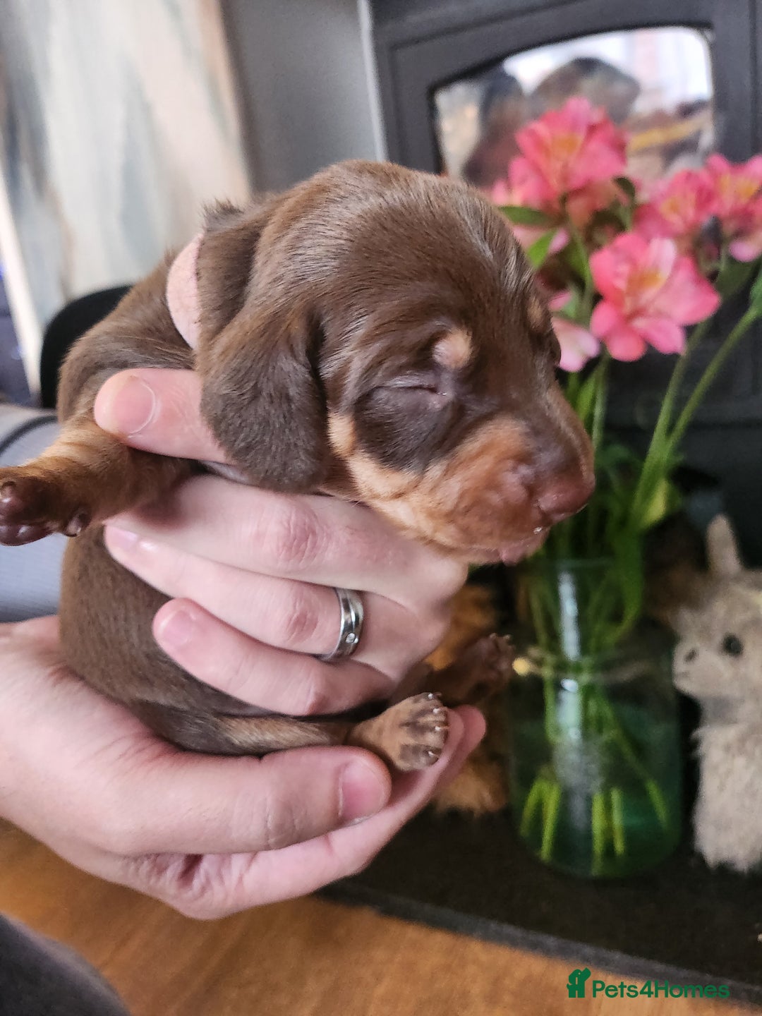 Miniature Dachshund dogs for sale: Chocolate and Tan mini dachshund  - Image 28