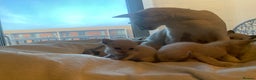 Tonkinese cats for sale: 5 Tonkinese kittens - Advert 7