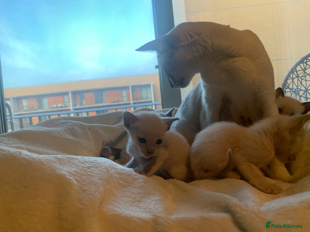 Tonkinese cats for sale: 5 Tonkinese kittens - Advert 7