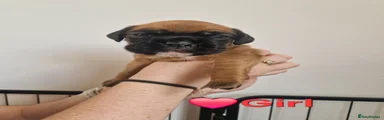 Boxer 6