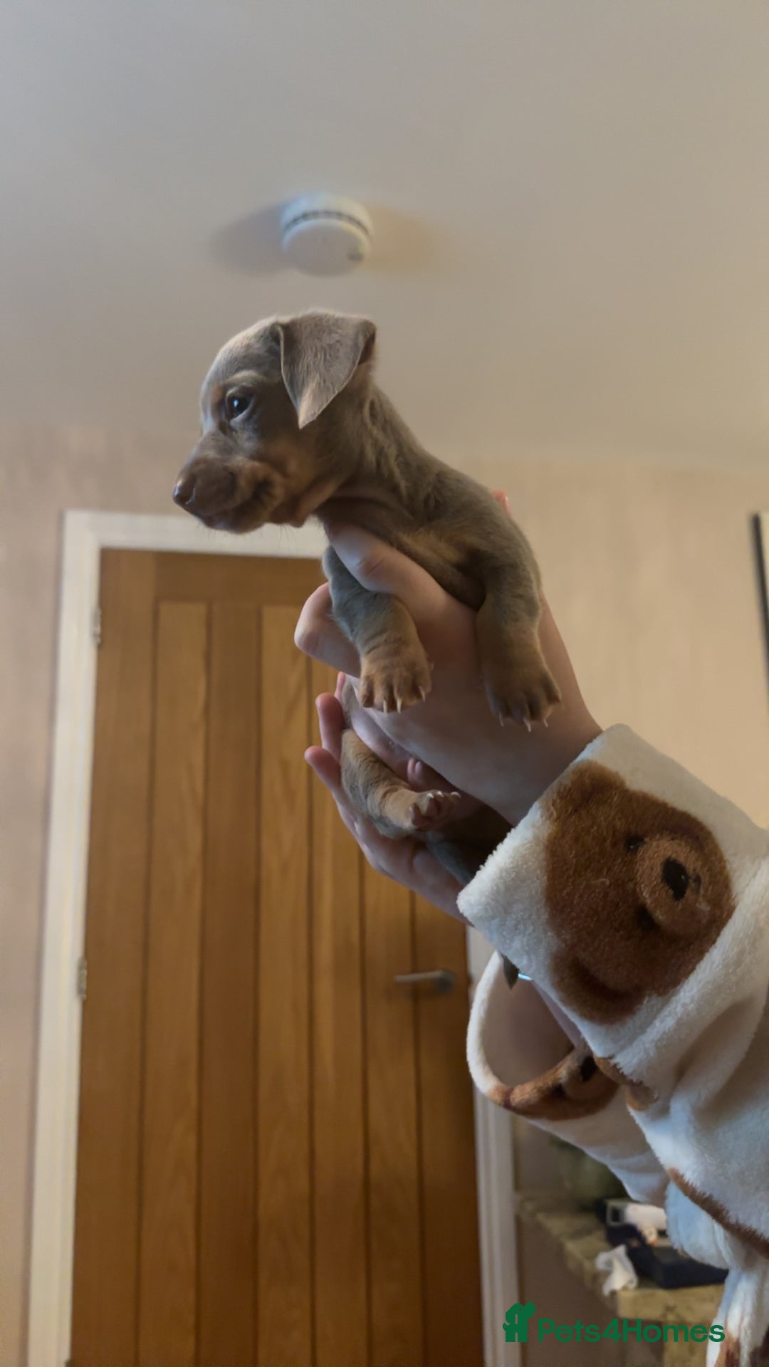 Miniature Dachshund dogs for sale: Miniature Dachshund Puppies - Image 21