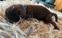 Cockapoo dogs for sale: 5 Chunky Miniature Cockapoos - Image 7