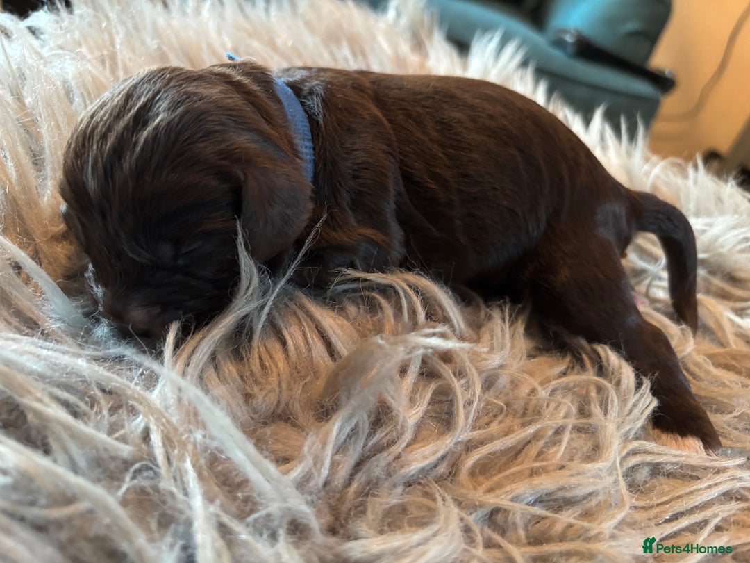 Cockapoo dogs for sale: 5 Chunky Miniature Cockapoos - Image 7