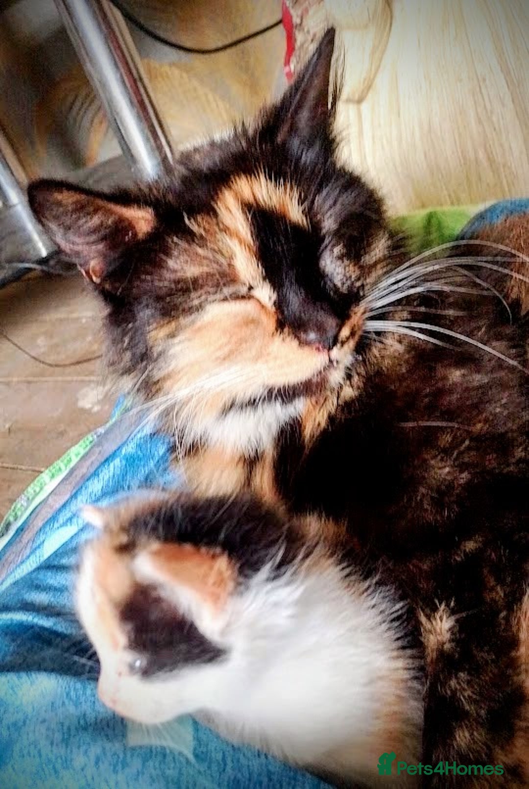 Maine Coon cats for sale: Exceptional Maine Coon x BSH Kittens Available Now - Image 5