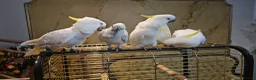 Cockatoo birds for sale: 9-Week-Old Triton Cockatoo Chicks Available - Advert 8
