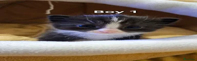 BOY 1 