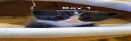 Mixed Breed cats for sale: 🐾❤️Cute tuxedo / tabby mix kittens ❤️🐾 - Advert 12