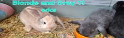 Mixed Breed rabbits for sale: Bunnies ready for new homes - Advert 7