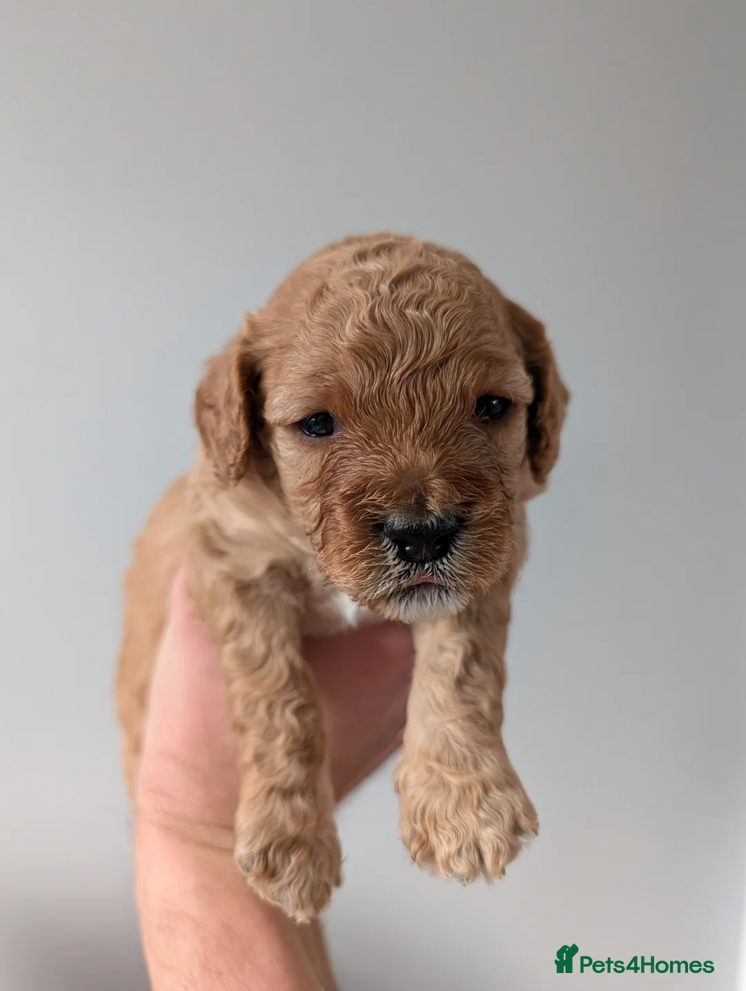 Cavapoo dogs for sale: F1B Cavapoo puppies  - Advert 14