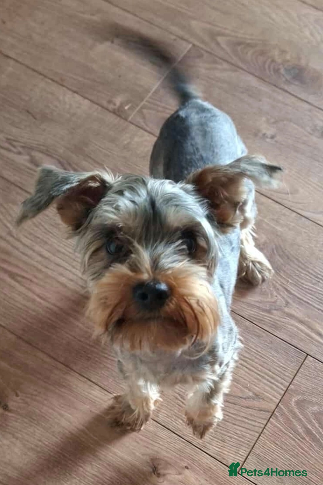 Yorkshire Terrier dogs for sale: Yorkshire terrier 9month - Image 2