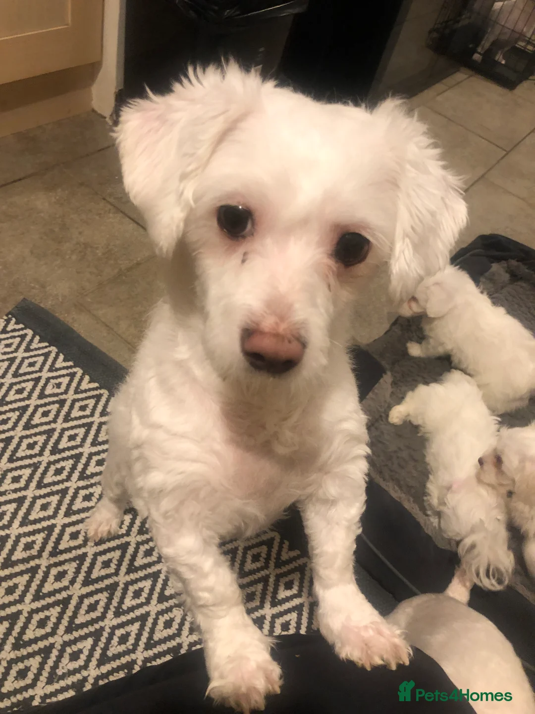 Maltese dogs for sale: Gorgeous Maltese puppies  - Advert 7