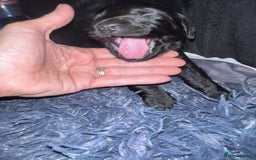 Mixed Breed dogs for sale: 9 BEAUTIFUL CHUNKY LABRADOR/COCKAPOO  - Image 15