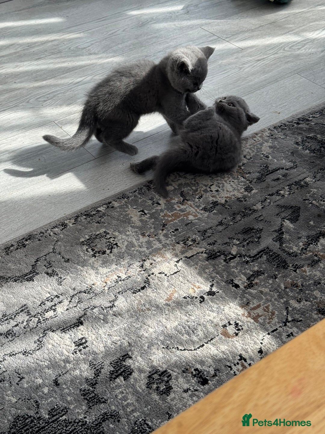 British Shorthair cats for sale: British shorthair kittens  - Image 8