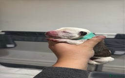 Mixed Breed dogs for sale: American bulldog cross Staffy pups - Image 6