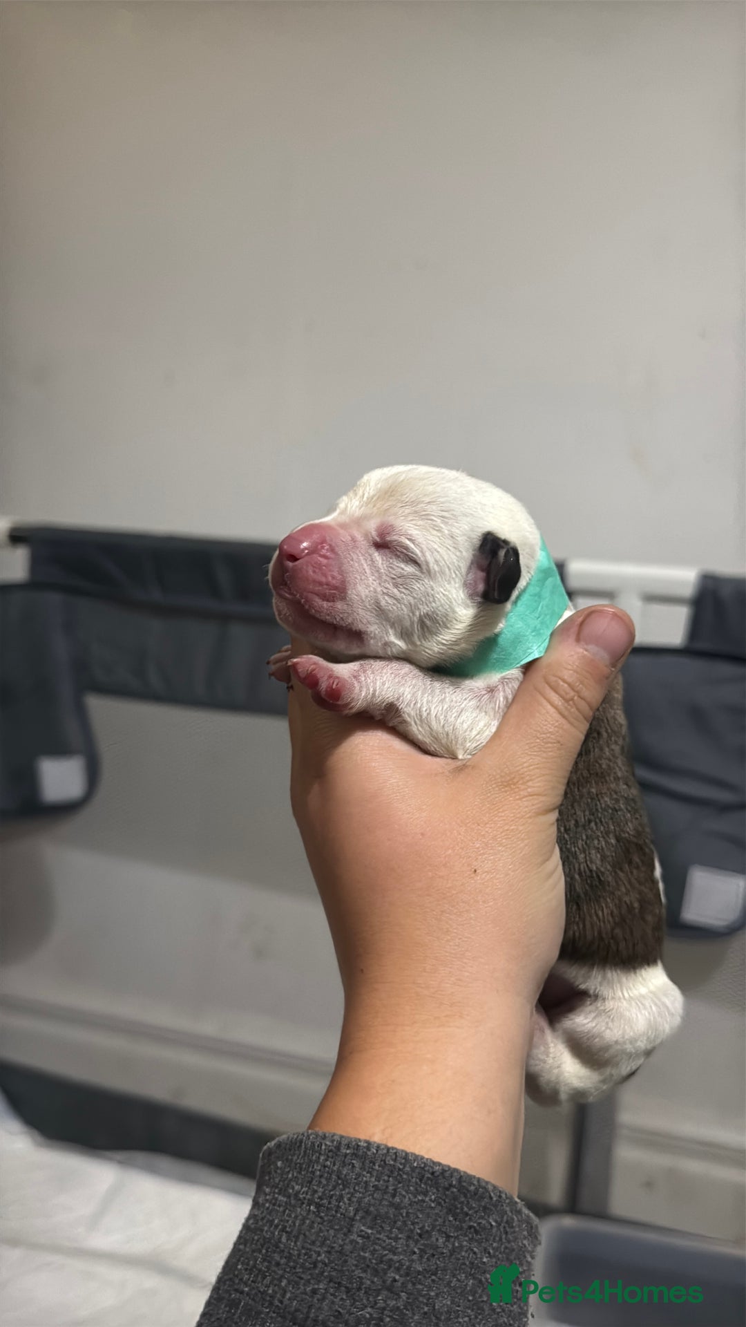 Mixed Breed dogs for sale: American bulldog cross Staffy pups - Image 6