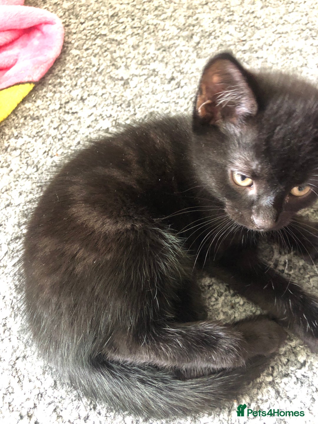 British Shorthair cats for sale: 🐾 A Rare Band of Ghost Tabby Kittens 🐾 - Image 30