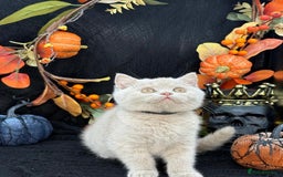 British Shorthair cats for sale: British shorthair kittens  - Image 1