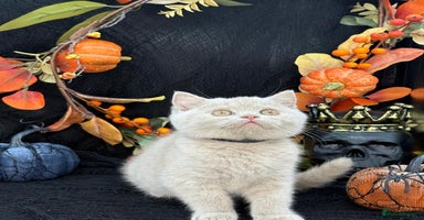 British Shorthair cats - Advert 13