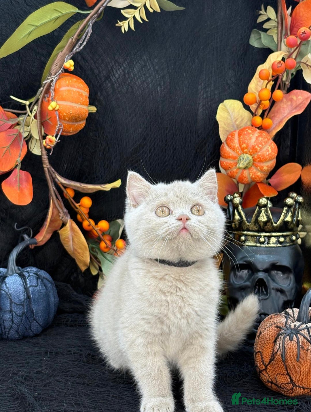 British Shorthair cats for sale: British shorthair kittens  - Image 1