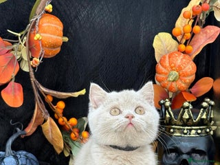 British Shorthair cats - Advert 27