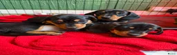 Dachshund dogs for sale: 4 beautiful boys  - Advert 5