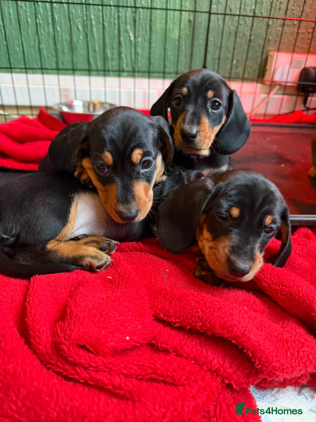 Dachshund dogs for sale: 4 beautiful boys  - Advert 5