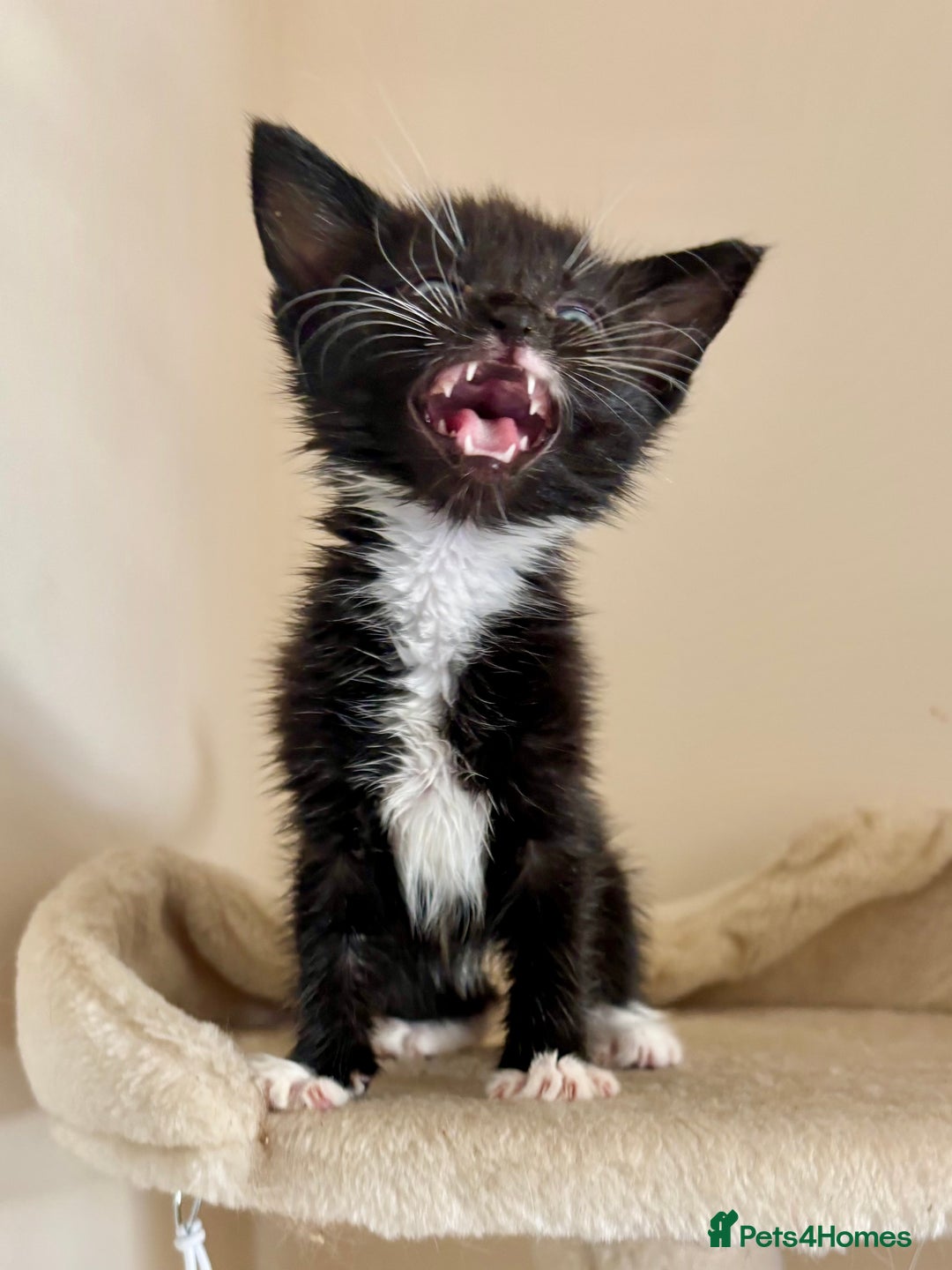 Domestic Shorthair cats for sale: Gorgeous Fluffy Kittens, ready now! - Image 2