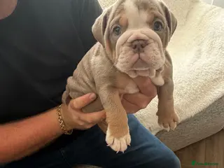 English Bulldog dogs !! Ready to leave Friday English Bulldog puppy’s ! - Advert 8