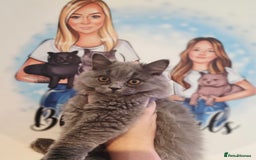 British Shorthair cats for sale: 1 beautiful girl ready NOW! British long hair  - Image 4