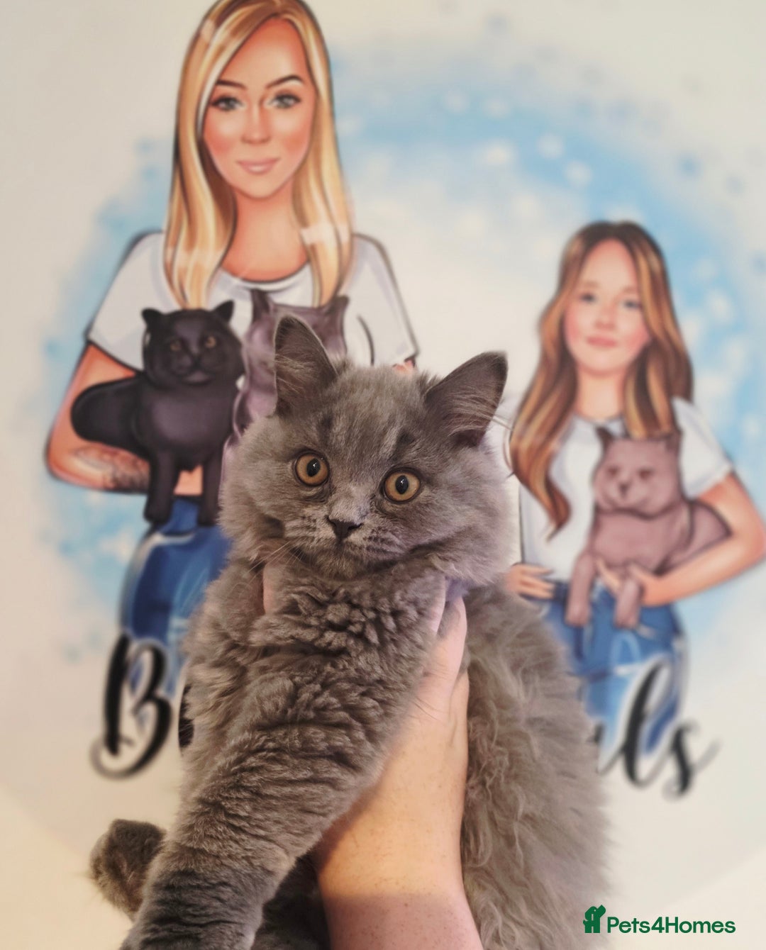 British Shorthair cats for sale: 1 beautiful girl ready NOW! British long hair  - Image 4