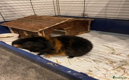 Guinea Pig rodents for sale: Male guinea pig - Image 9