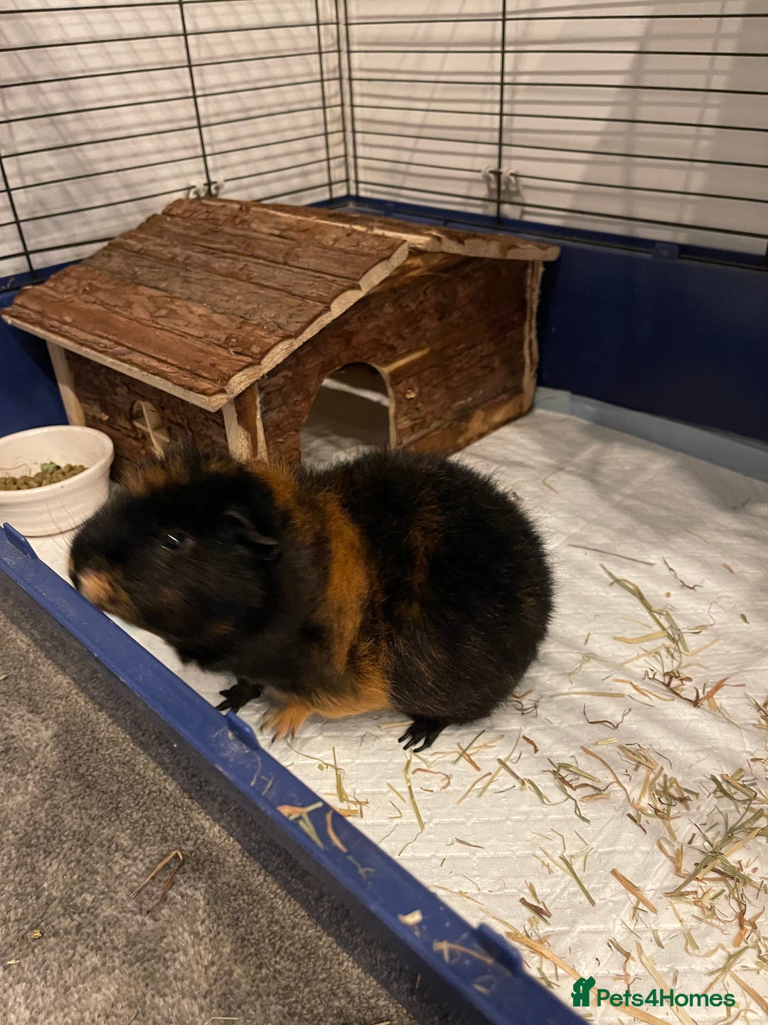 Guinea Pig rodents for sale: Male guinea pig - Image 9