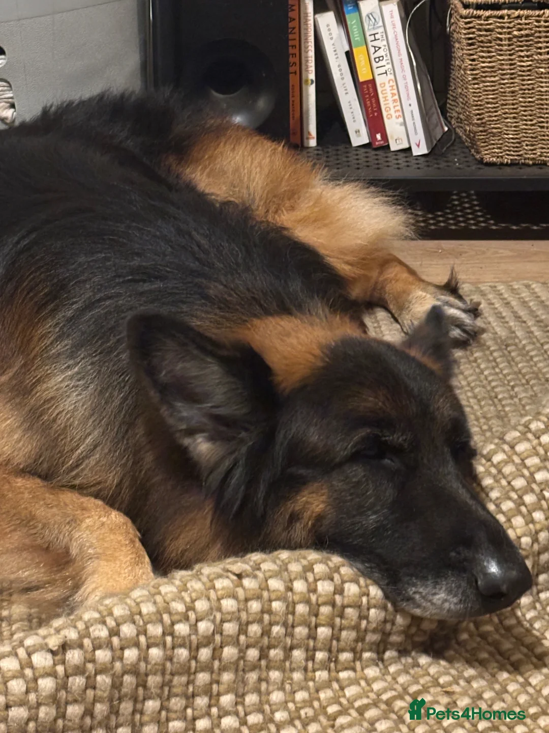 German Shepherd dogs for sale: 8 yo GSD  - Advert 2