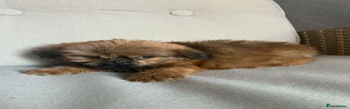 Shih Tzu 1