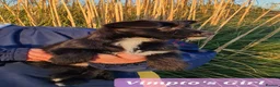 Mixed Breed dogs for sale: 3 Beautiful Jack Russell Cross Pups - Advert 3