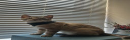 Bengal cats for sale: Beautiful Bengal for Sale – Leash Trained - Advert 1