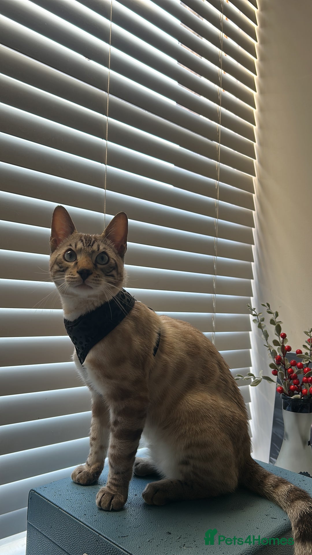 Bengal cats for sale: Beautiful Bengal for Sale – Leash Trained - Advert 1