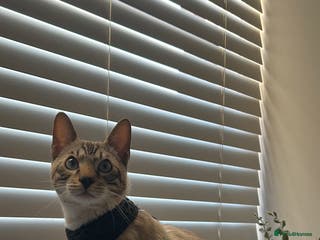 Bengal cats Beautiful Bengal for Sale – Leash Trained - Advert 1