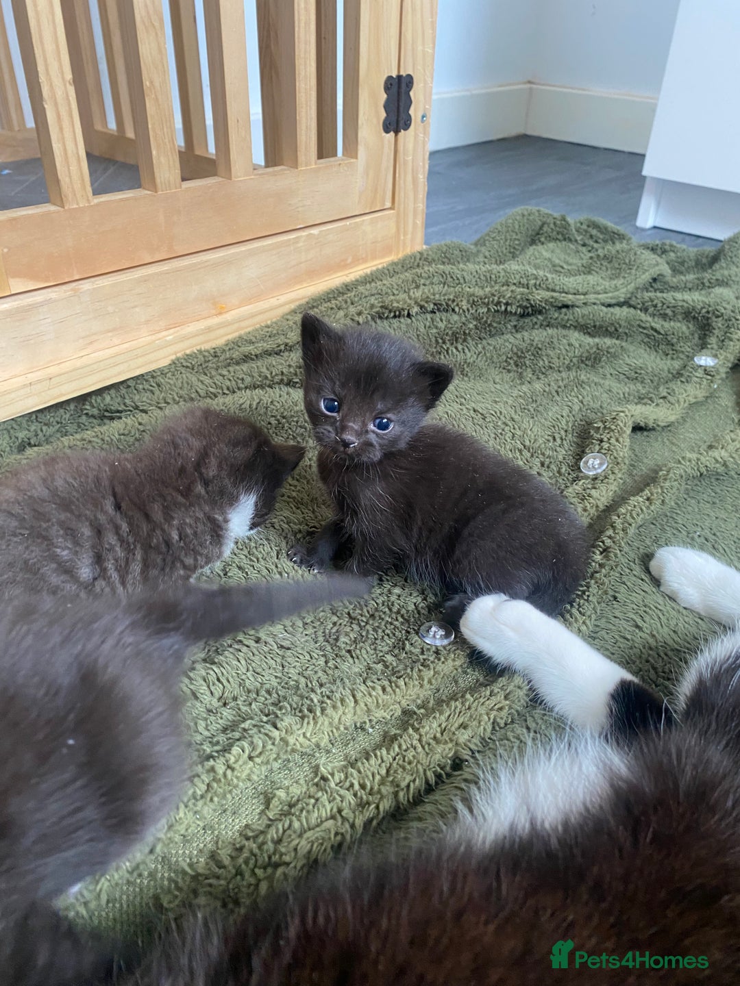 Mixed Breed cats for sale: 2 Black Kitten available 1 black and white  - Image 7