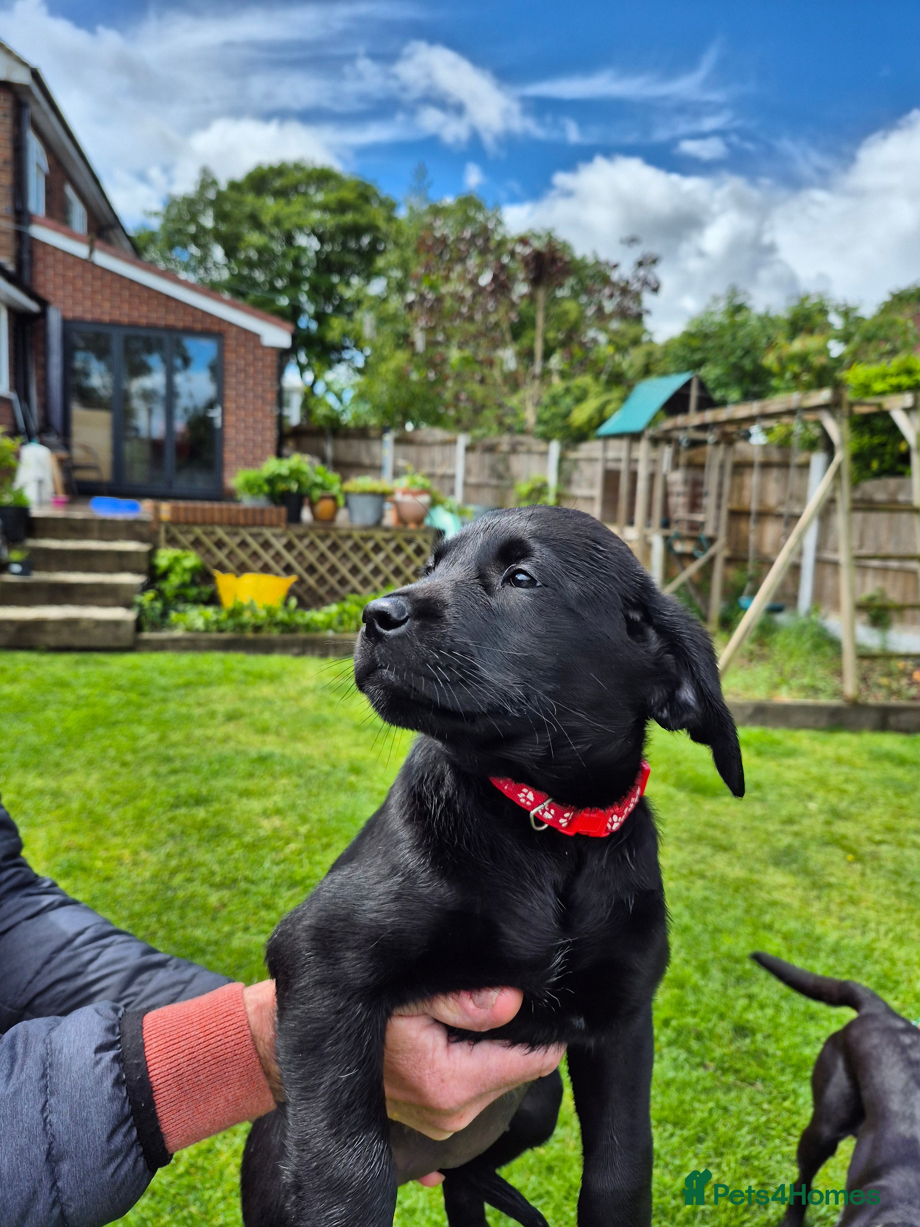 Labrador Retriever dogs Labrador pups - Advert 2