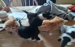 British Shorthair cats for sale: Kittens ready for new homes - Image 5