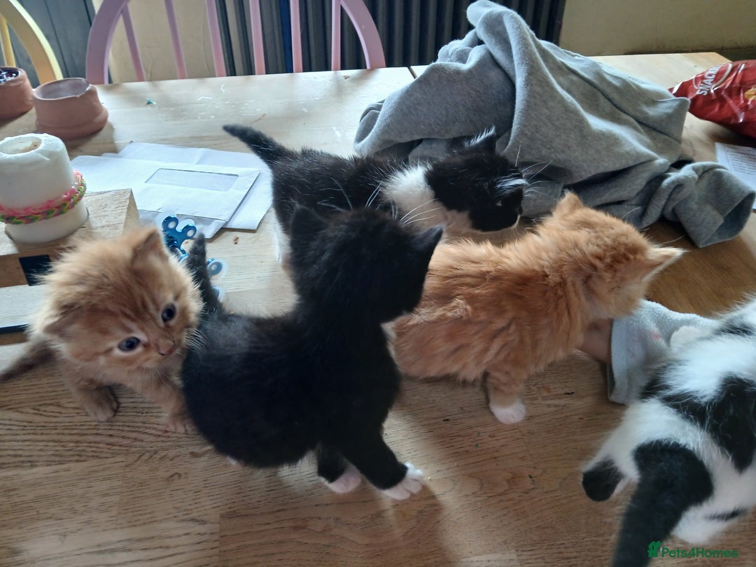 British Shorthair cats for sale: Kittens ready for new homes - Image 5