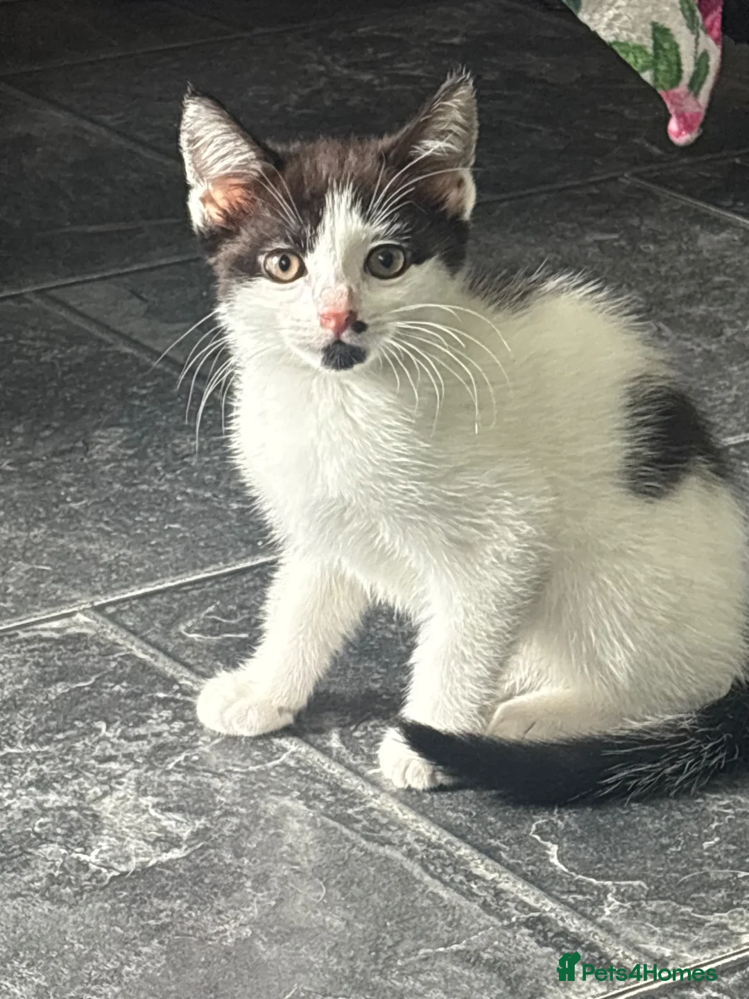 Mixed Breed cats for sale: One female kitten  - Advert 2